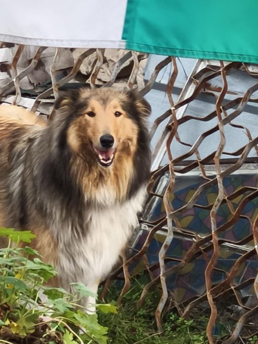 Подаряват се белгийски овчарки(малиноа)/коли