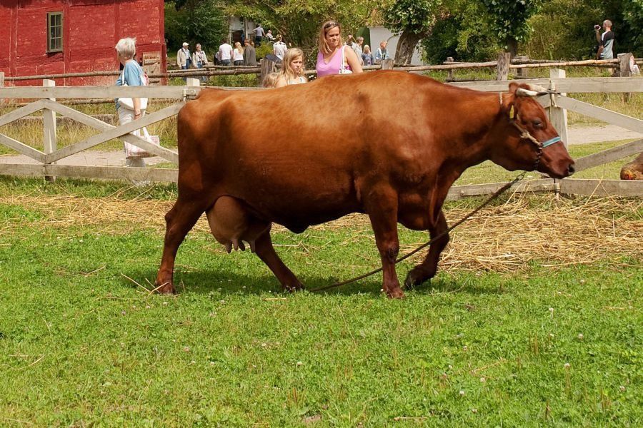 Красная датская корова Кизил Дания сигири
