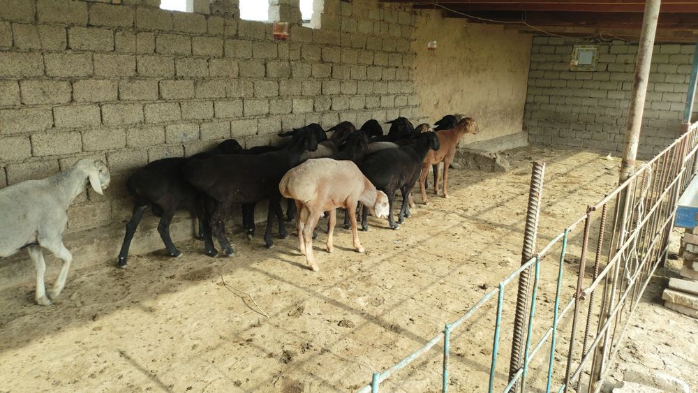 Qochqorlar kachoklar