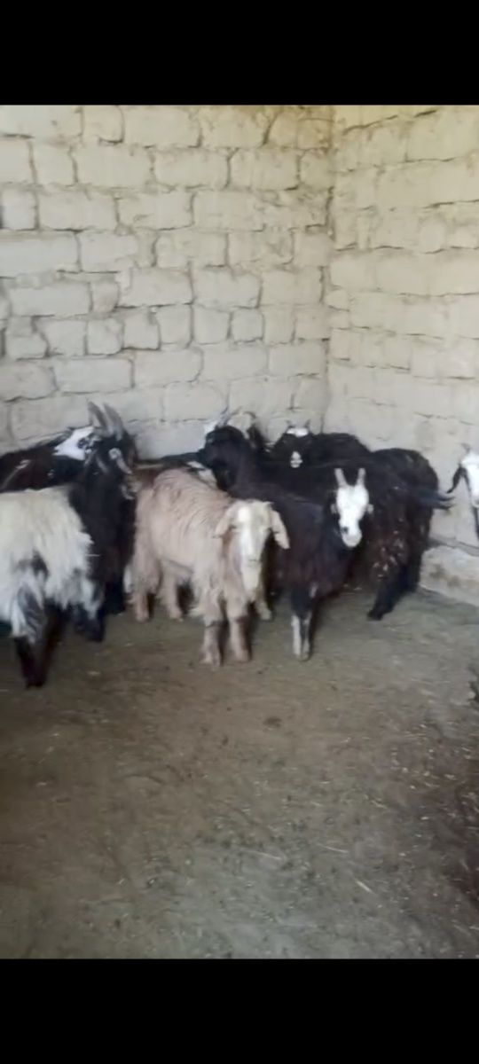 Лақтар 4-5 айлық