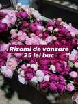 Vand Rizomi de BUJORI olandezi