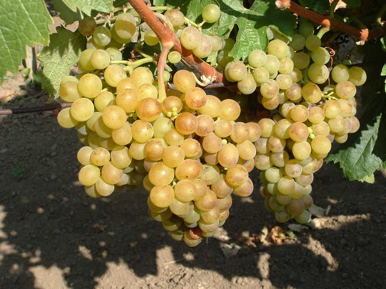 Struguri de vin pret producator soiuri alb-negru, transport gratuit