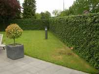Crestere rapida 1m pe an/ gard viu minute,ulm, lemn cainesc, ligustrum