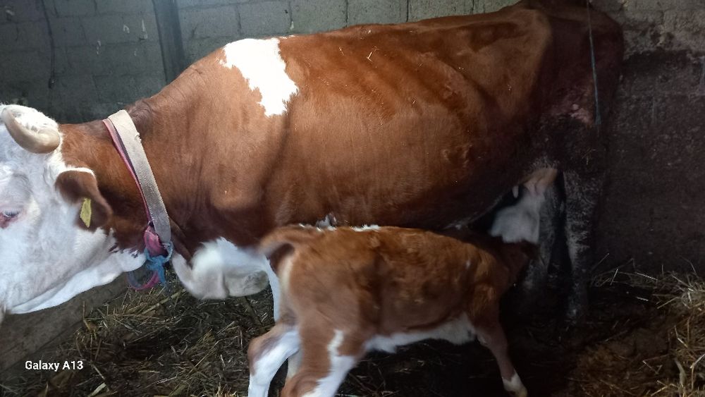 Vaca cu vitea Baltata Romaneasca.