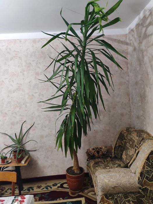 Пальма юкка в офис