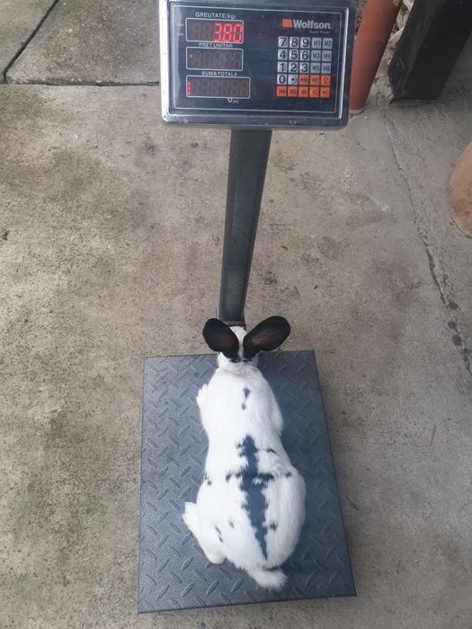 Vand 2 femela tanara 2025