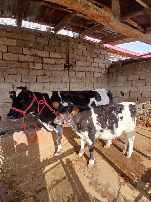 Бузогча сотилади