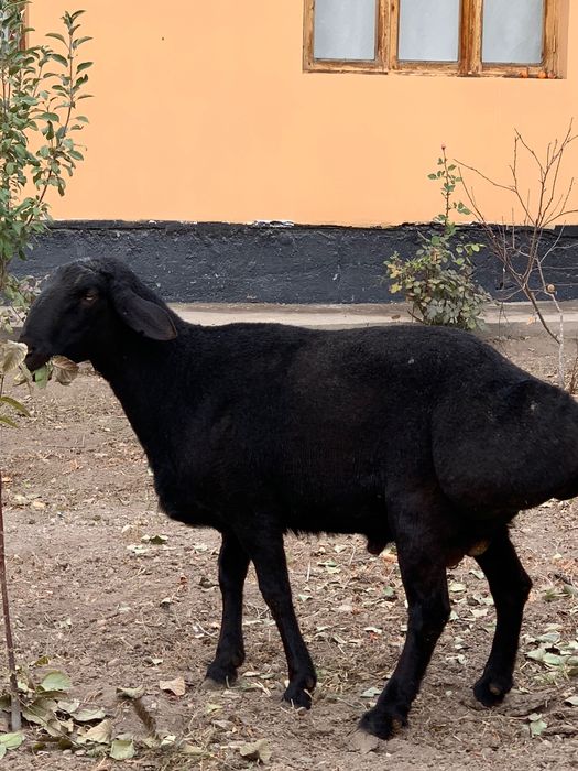 Кора кочкорлар сотилади