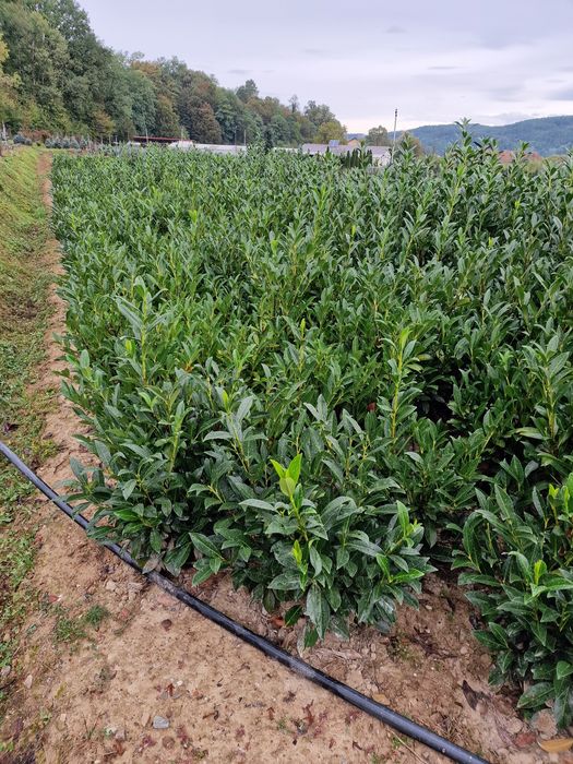 Leylandii / Prunus Laurocerasus / Photinia / Gard viu