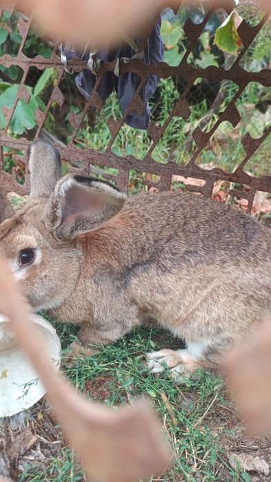 Vând iepure crescut natural