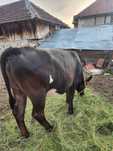 Vitea rasa angus