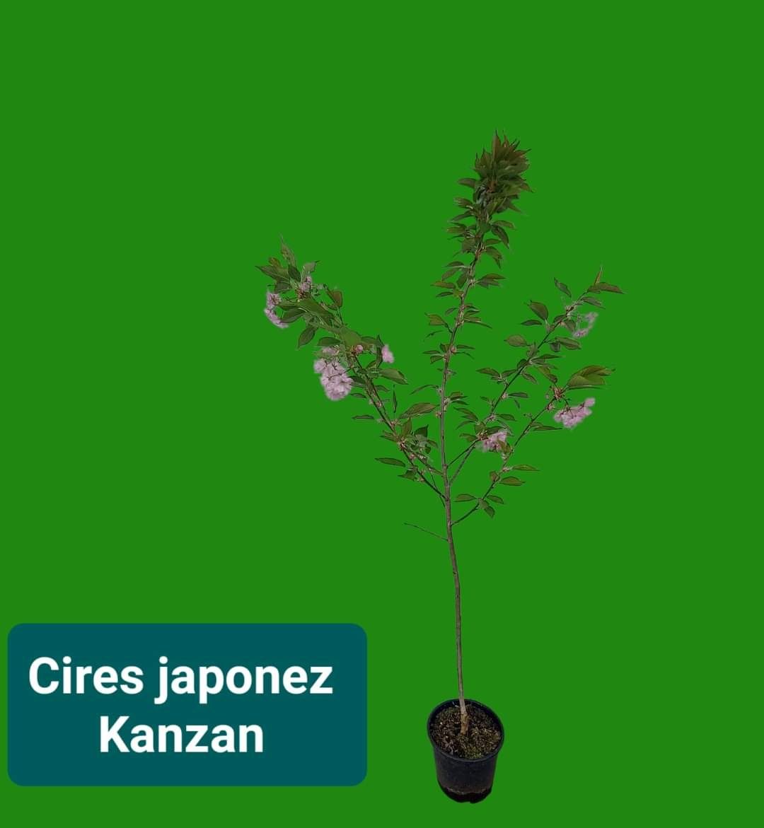 Cires japonez Kanzan 120-150 cm