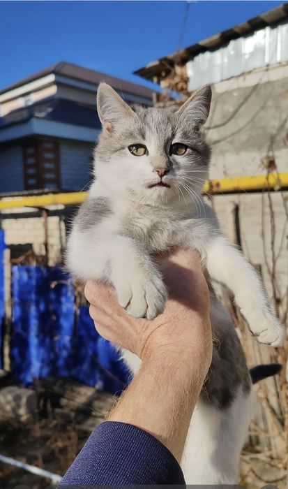 Отдам котят в добрые руки