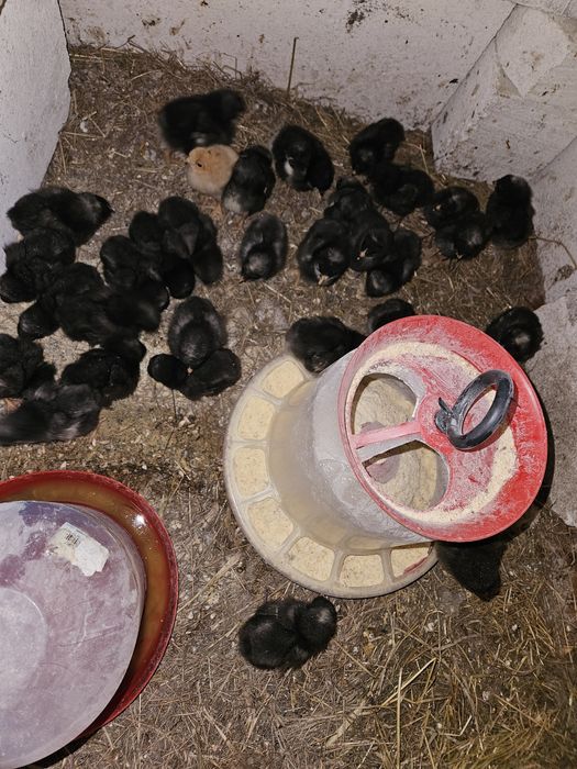 Pui din ouă verzi 073056103