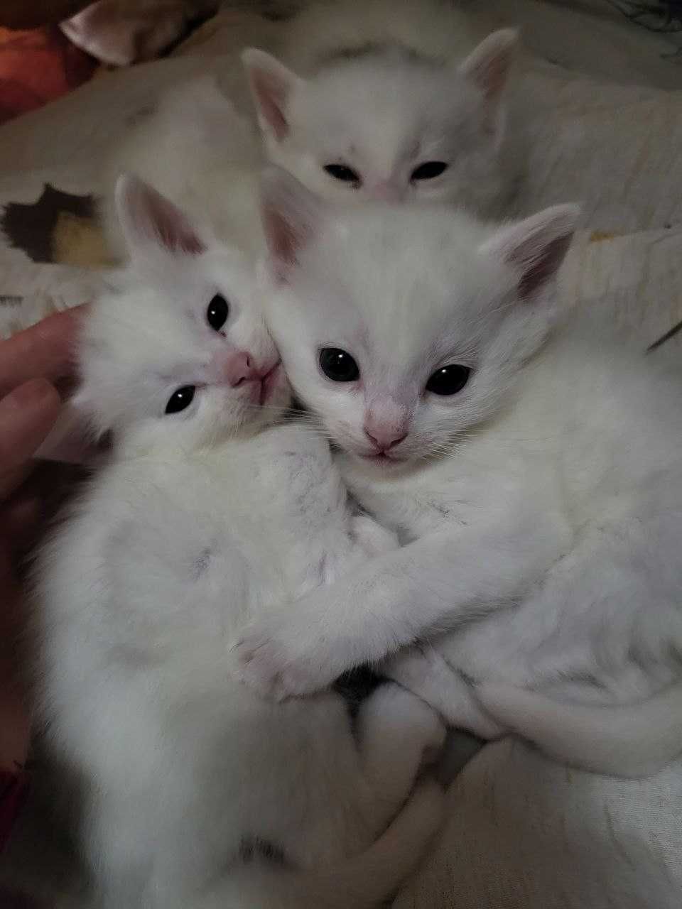 Котята турецкой ангорки