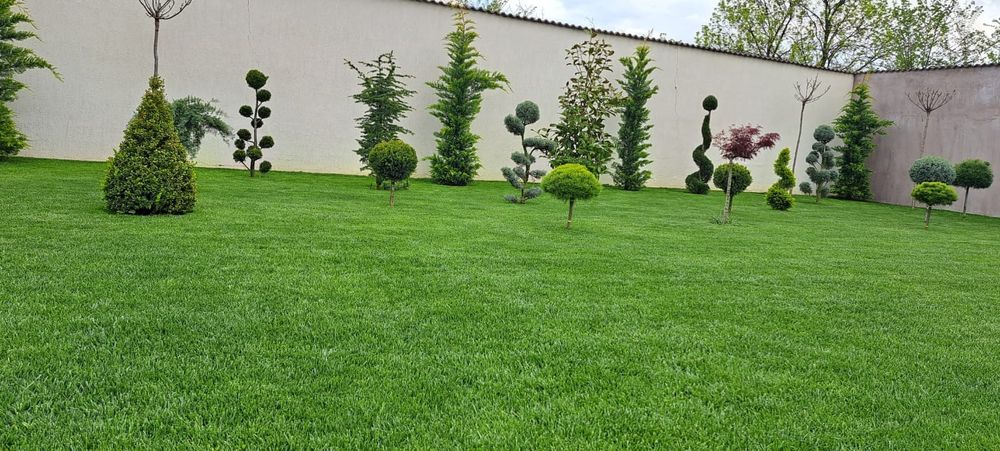 Gazon Rulou Plante Ornamentale  Exterior