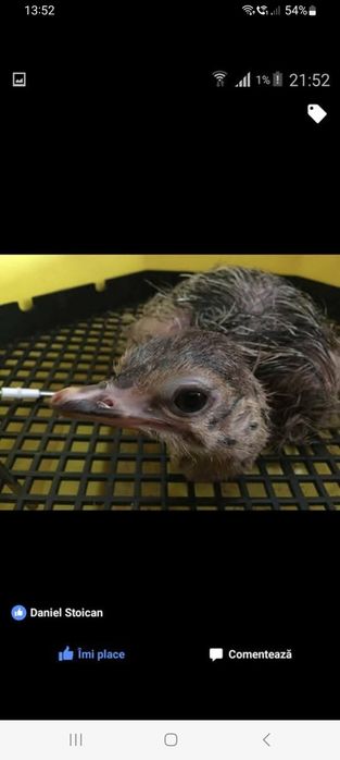 Ouă de STRUȚ pentru incubat