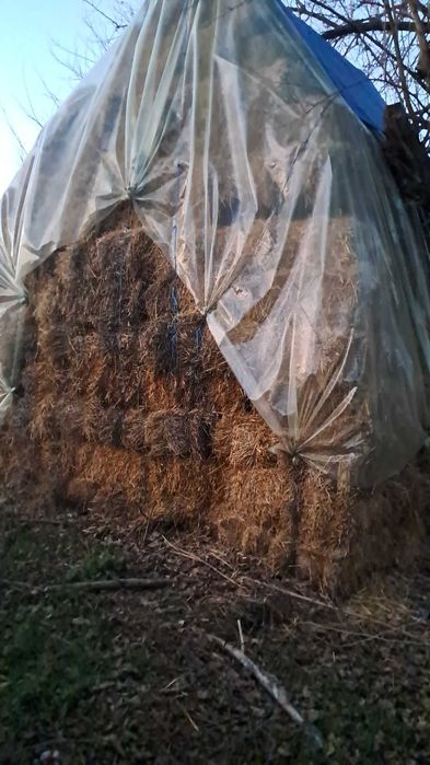 Baloti  paie de orz si ovaz