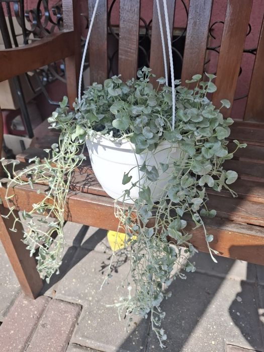 Дихондра Серебристая растение