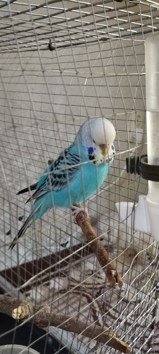 Говорящий попугайчик. С ожерельями чех, Самка