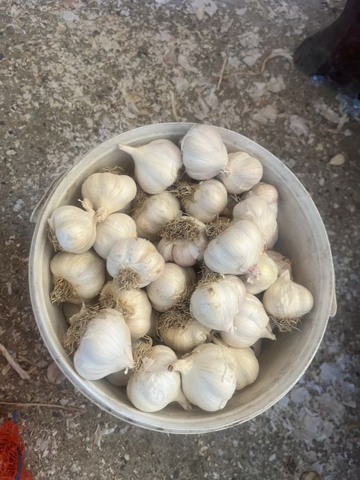 Vând usturoi de primăvară în cantitate mare