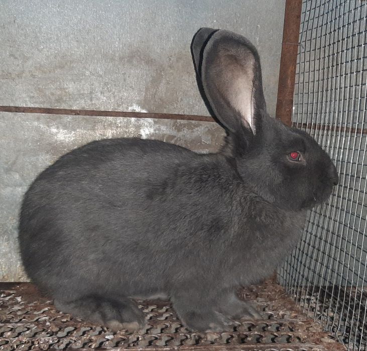 Pereche iepuri fluture albastru janet  schimb