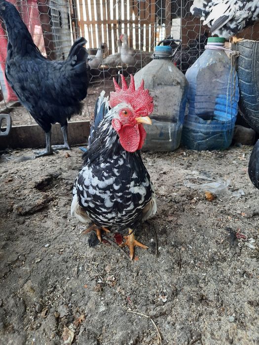 Vând cocosei Chabo și sebright auriu