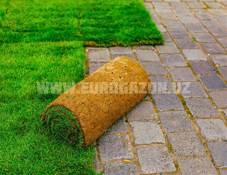 Газон готовый рулонный Gazon tabiy