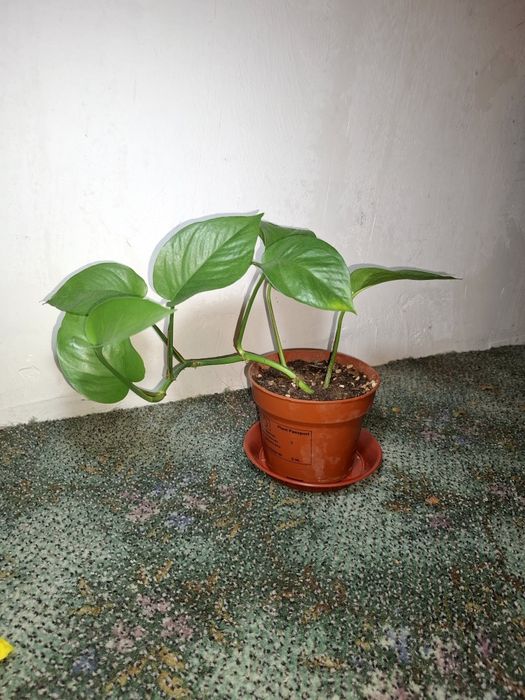 Продам свои комнатные растения срочно