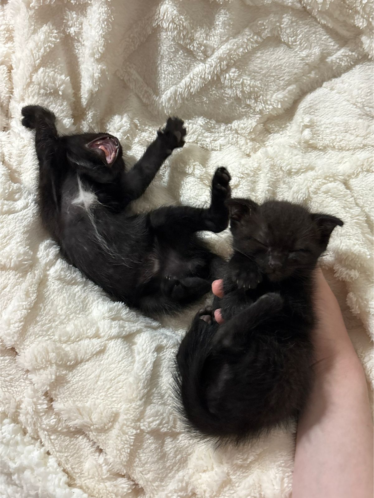 Котята скоттиш страйт