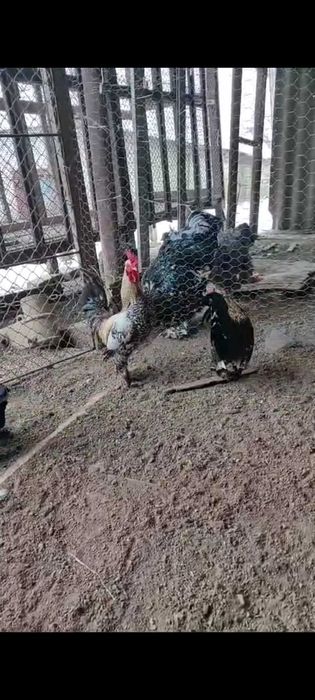 Vănd cocoși de găină sau de iopan