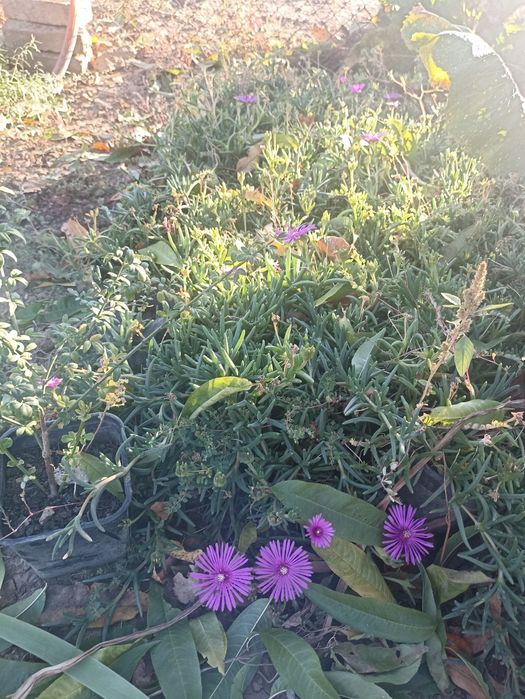 Цвете Лампрантус