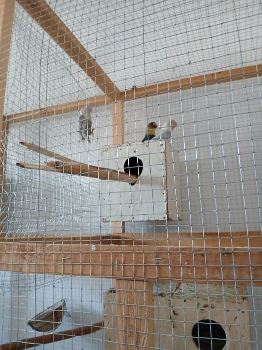 Neeazluchka soriladi 2 parayu 1 ta aloxida 400 ming parasi