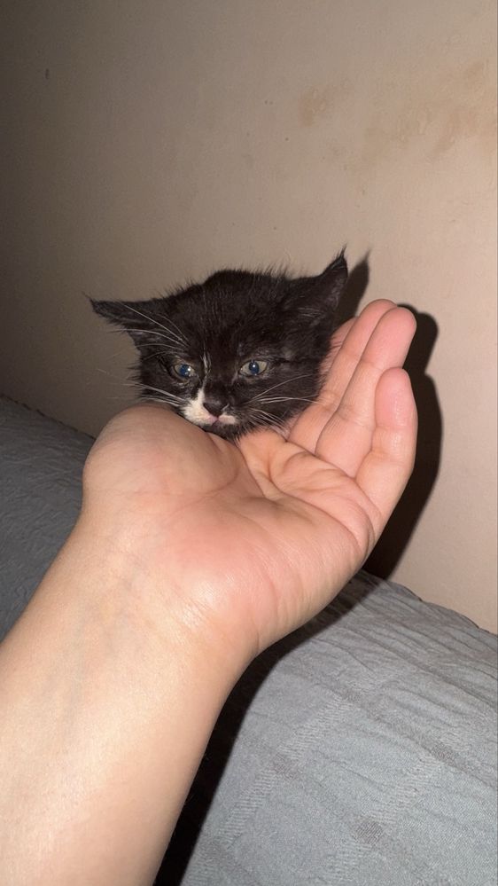 Бесплатно Котенок,девочка 1месяц,кушает домашьнюю еду