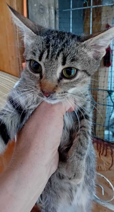 Adoptie pui de pisica roscat tigrat gradinita Miau miau