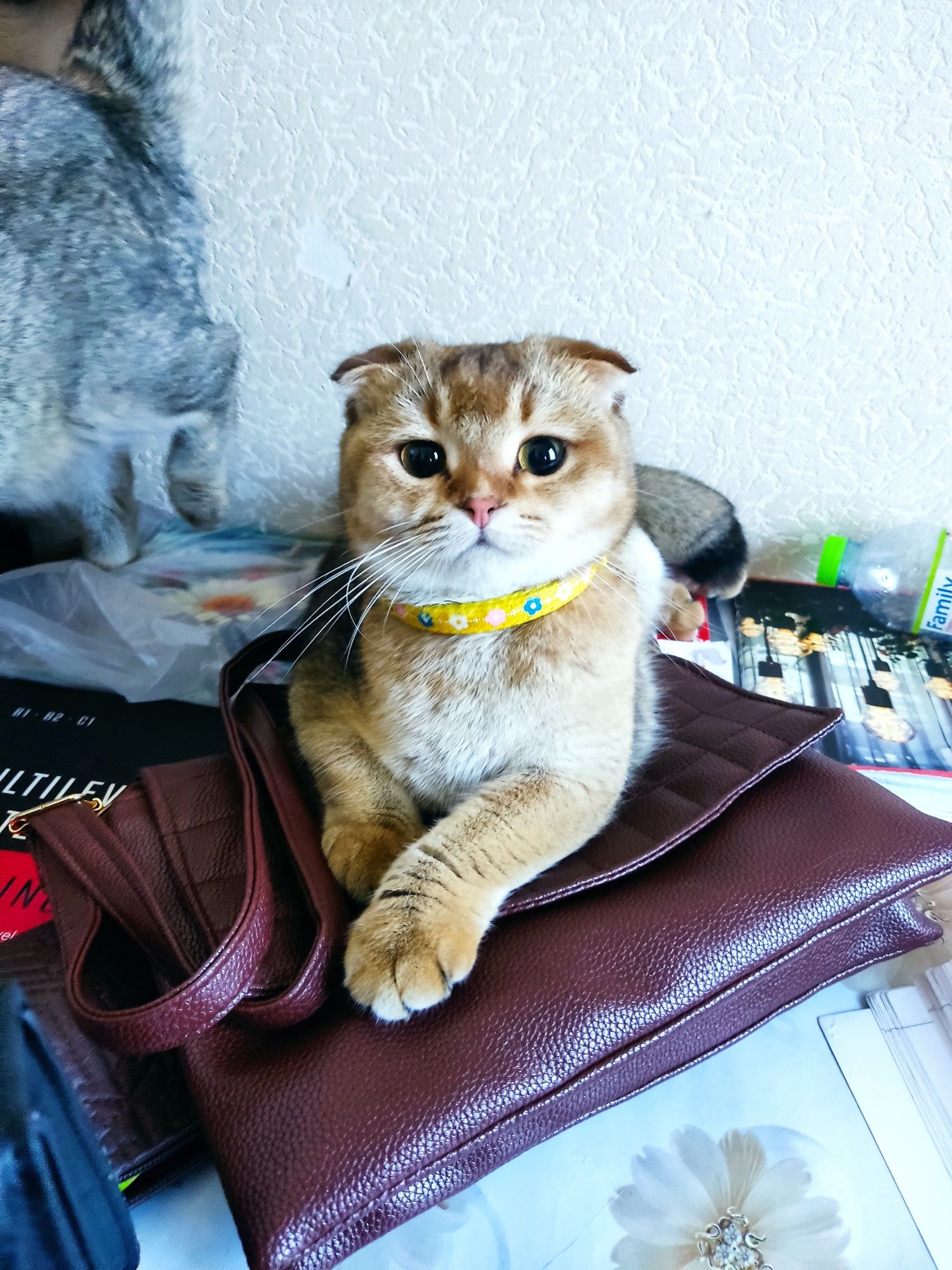 Кошка Scottish fold