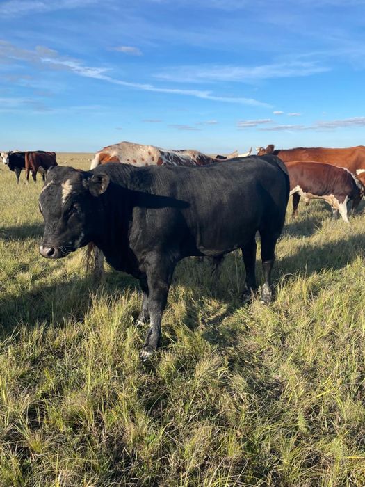 Ассалаумағалейкум падсос бұзаулар сатылады