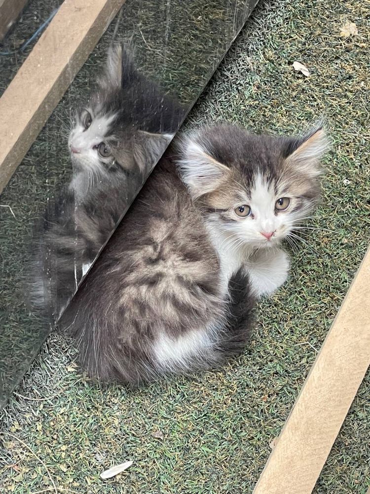 Котёнок нуждается в помощи
