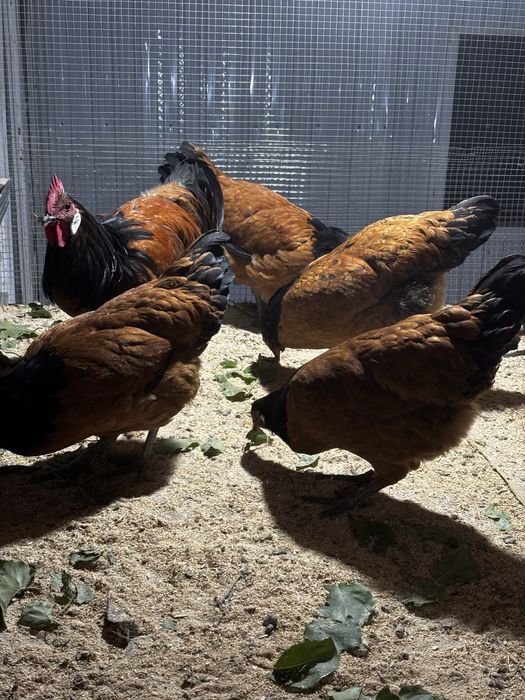 Форверк 12+2 семейка сатылады