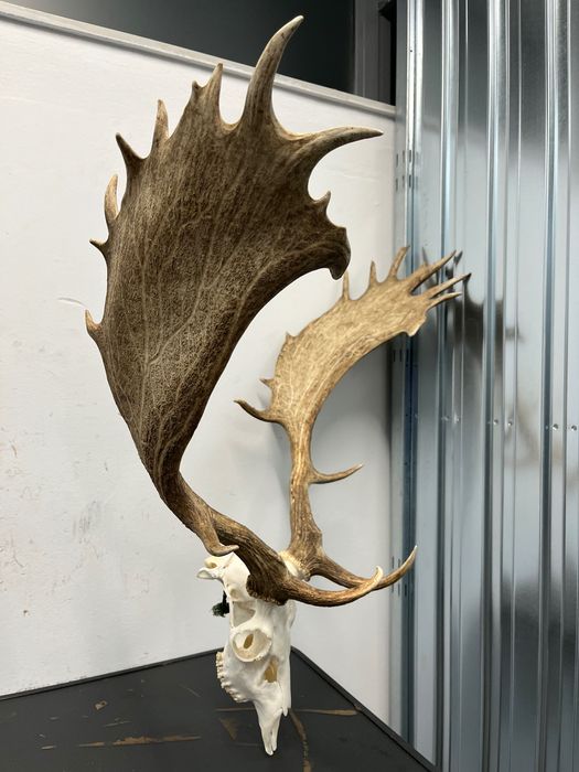 Трофей Елен лопатар