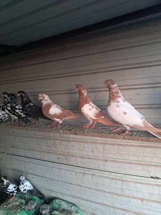 Vand porumbei tippleri