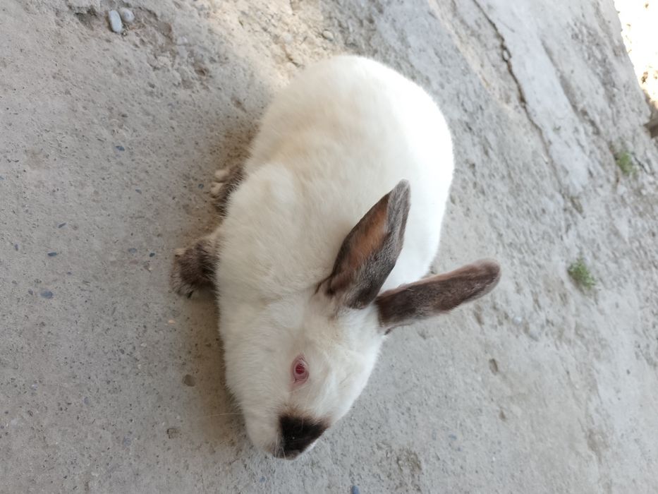 Kaliforniya zotli quyon