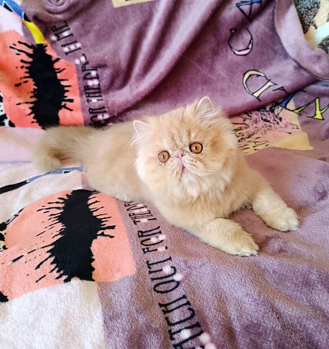 Персидский котёнок.