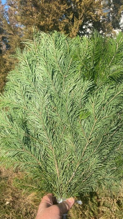 Пихтовые веники для  бани оптом и в розницу