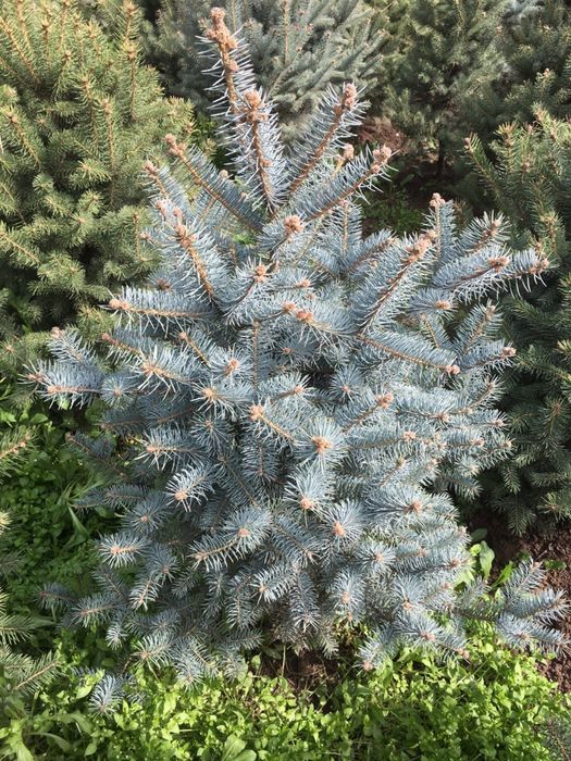 Galuboy yel archa sotiladi rasiski