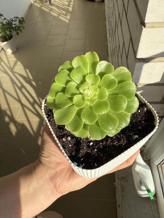 Продам комнатный цветок эониум Канарский