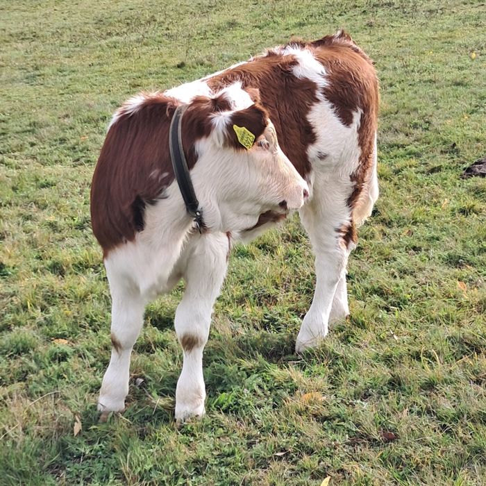 Vacă cu vițea de vînzare