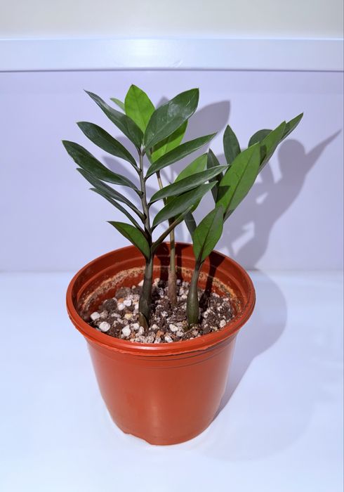 Замиокулькас, комнатные растения, комнатные цветы