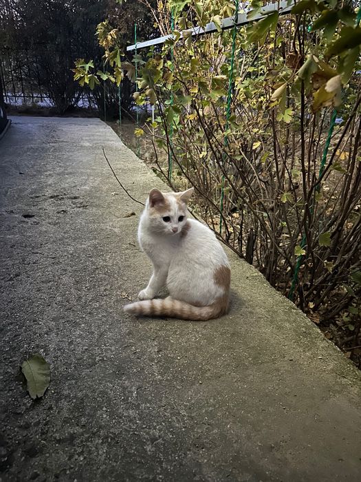 Котенок. Мальчик. Отдам.