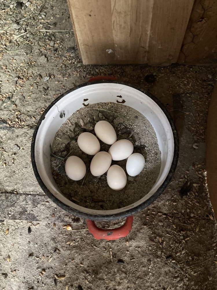 De vânzare ouă din păsări de expozitie chabo bobat